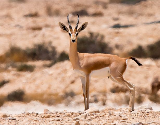 Dorcas gazelles. Ezuz, Israel